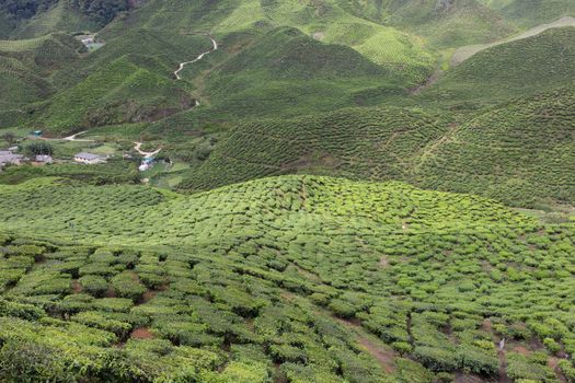 Landscape of Tea Field in Cameron Highlands, Malaysia