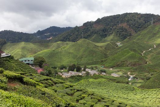 Landscape of Tea Field in Cameron Highlands, Malaysia