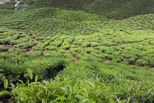 Landscape of Tea Field in Cameron Highlands, Malaysia