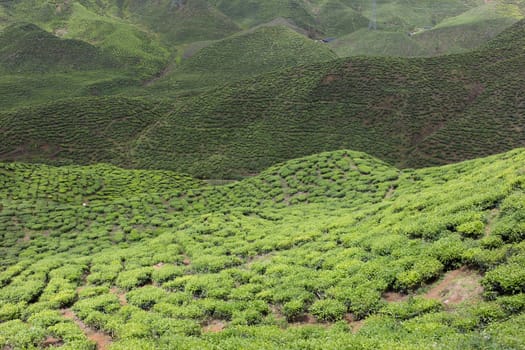 Landscape of Tea Field in Cameron Highlands, Malaysia