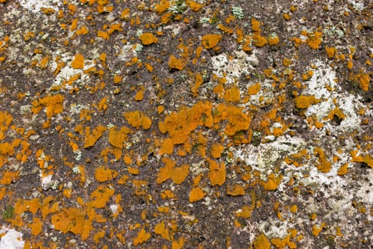 yellow moss on natural stone