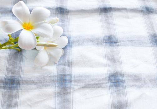 frangipani flower