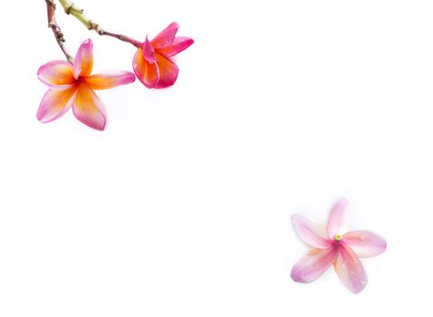 frangipani flower