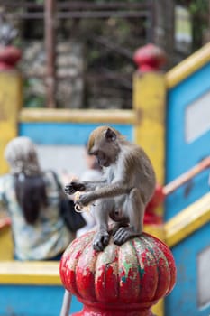 young Cynomolgus Monkey at Batu Caves, Malaysia