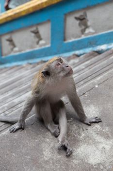 Cynomolgus Monkey sitting on floor at Batu Caves, Malaysia