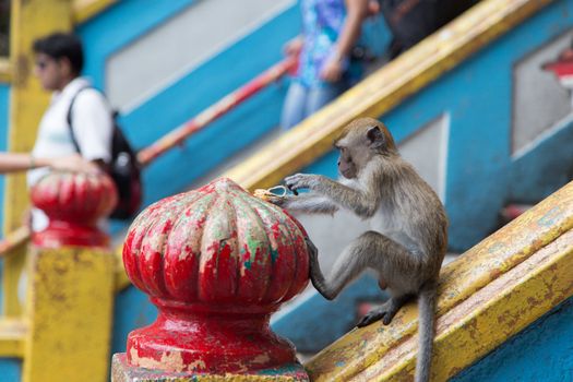 young Cynomolgus Monkey at Batu Caves, Malaysia