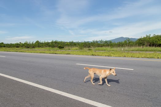 walking dog on the road with blue sky, tree and mountain background