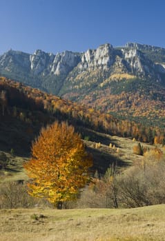 mountain landscape with autumn tree, Romania