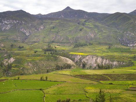 Partial view of the Colca Canyon, Arequipa region, Peru.