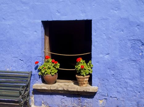 Red flowers on the window of blue wall.