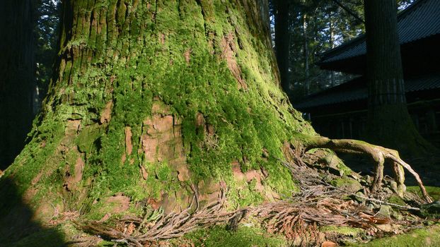 powerful green mossy bottom of giant cedar tree in Japan