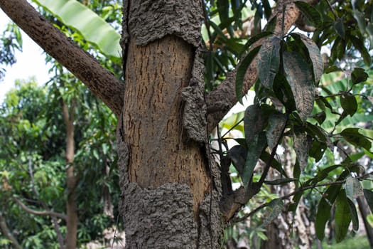 Termite nest nestled in a mango tree in nature, Thailand