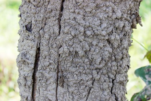 Termite nest nestled in a mango tree in nature, Thailand