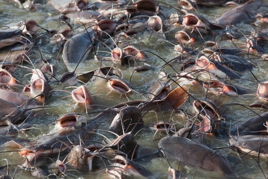 catfish in Gad sagar tank near jaisalmer in rajasthan state in india