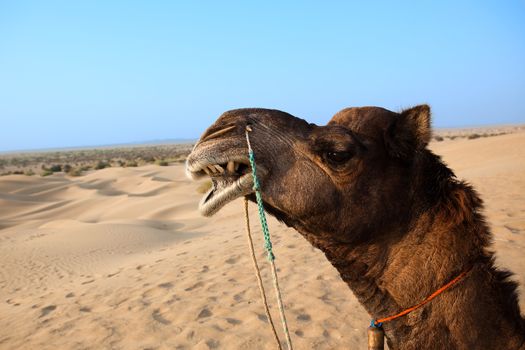 camel sitting khuri dunes in thar desert near jaisalmer in rajasthan state in india