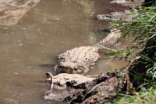 Crocodile Crocodylidae in the mara river in masai mara reserve at the border of kenya and tanzania in africa