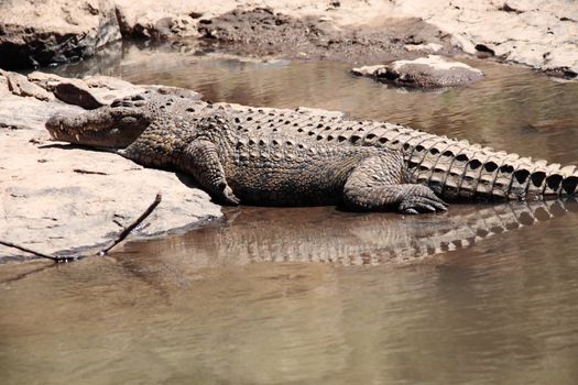 Crocodile Crocodylidae in the mara river in masai mara reserve at the border of kenya and tanzania in africa
