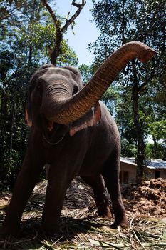 Domestic Elephant in kerala state in india