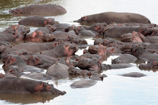 happy Hippopotamus (always smiling) in the marra river in the masai mara reserve in kenya africa