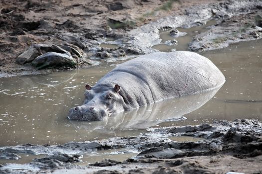 happy Hippopotamus (always smiling) in the marra river in the masai mara reserve in kenya africa