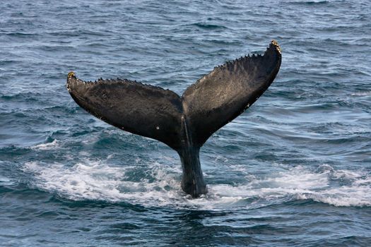 Humpback jubarte Whale of abrolhos islands in bahia state brazil