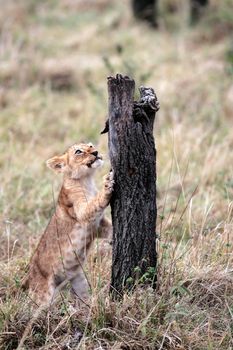 Lion cub playing in the Masai Marra reserve in Kenya Africa