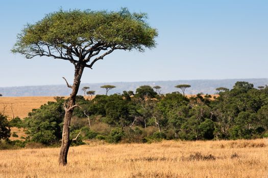 in the beautiful plains of the masai reserve in kenya africa