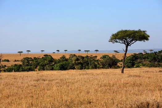 in the beautiful plains of the masai reserve in kenya africa