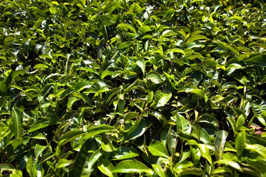 Nelliyampaty Hills Tea Fields in mumnar Kerala state india