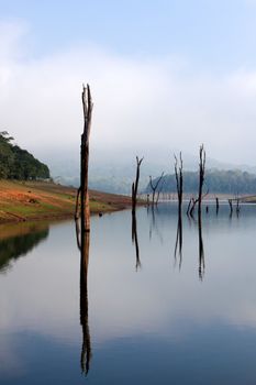 Periyar Lake Reserve in mumnar Kerala state india