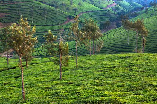 Nelliyampaty Hills Tea Fields in mumnar Kerala state india