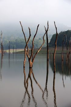 Periyar Lake Reserve in mumnar Kerala state india