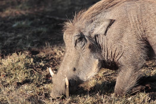 Phacochoerus grazing in the beautiful reserve of masai mara in kenya africa