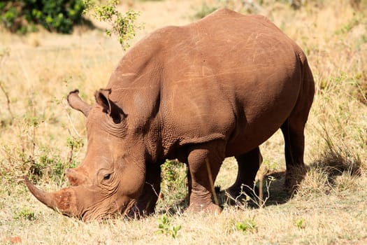 White Rhinoceros in the  Masai Marra reserve in Kenya Africa