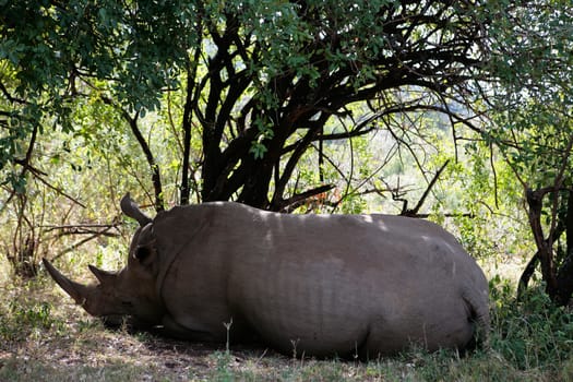 White Rhinoceros in the  Masai Marra reserve in Kenya Africa