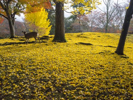 A deer in Nara city, Japan seek for food on the ground that covered with Ginkgo leaves in autumn