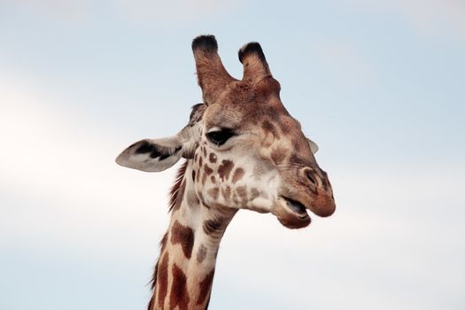 Masai or Kilimanjaro Giraffe Giraffidae grazing in the beautiful plains of the masai mara reserve in kenya africa