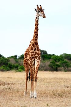 Masai or Kilimanjaro Giraffe Giraffidae grazing in the beautiful plains of the masai mara reserve in kenya africa