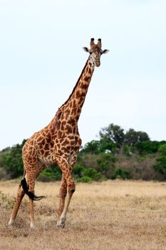 Masai or Kilimanjaro Giraffe Giraffidae grazing in the beautiful plains of the masai mara reserve in kenya africa