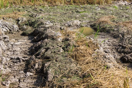 Desert  land with dry after harvest location in Thailand.