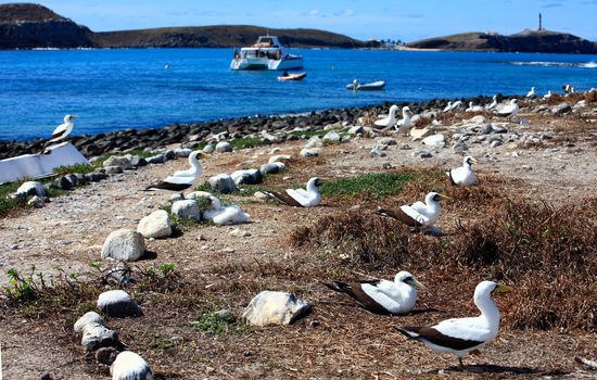 white booby Sula leucogaster is a large seabird of the gannet family of the Abrolhos island bahia state brazil