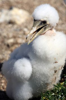 white booby Sula leucogaster is a large seabird of the gannet family of the Abrolhos island bahia state brazil