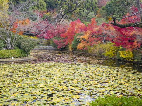 Colorful autumn at Lotus pond in Ryoanji Temple in Kyoto, Japan