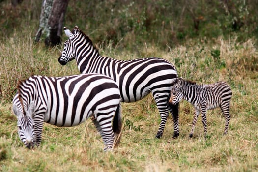 The Grevy s zebra (Equus grevyi), sometimes known as the imperial zebra, is the largest species of zebra. It is found in the masai mara reserve in kenya africa