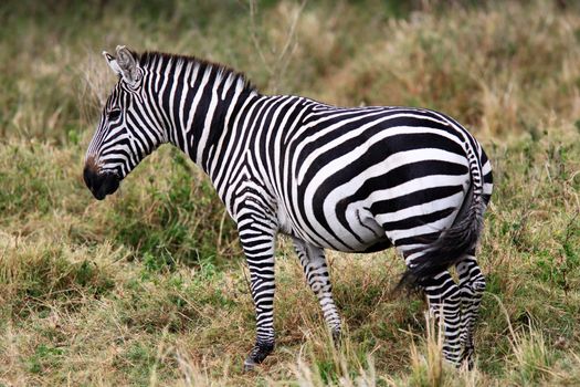 The Grevy s zebra (Equus grevyi), sometimes known as the imperial zebra, is the largest species of zebra. It is found in the masai mara reserve in kenya africa