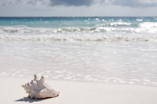 beautiful  beach of tulum  yucatan mexico with a shell  the foreground