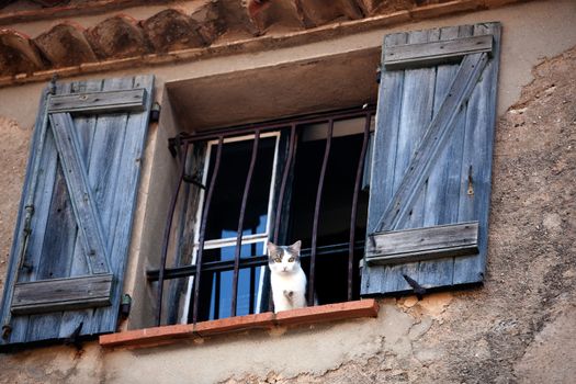 cat at the window of the typical south east of france old stone village of ramatuelle near saint tropez on the french riviera