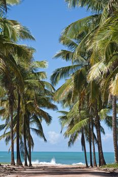 beautiful beach of maracaipe near recife pernambuco state brazil