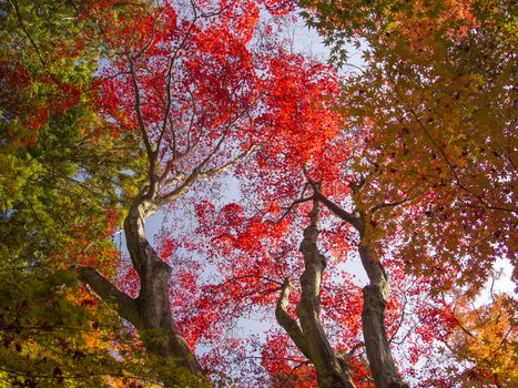 Colorful of japanese maple leaves in autumn