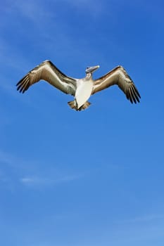 pelican on blue sky  yucatan mexico